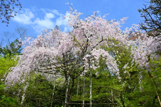 龍安寺の概要